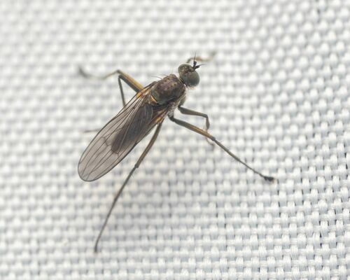 Hydrophorus breviseta