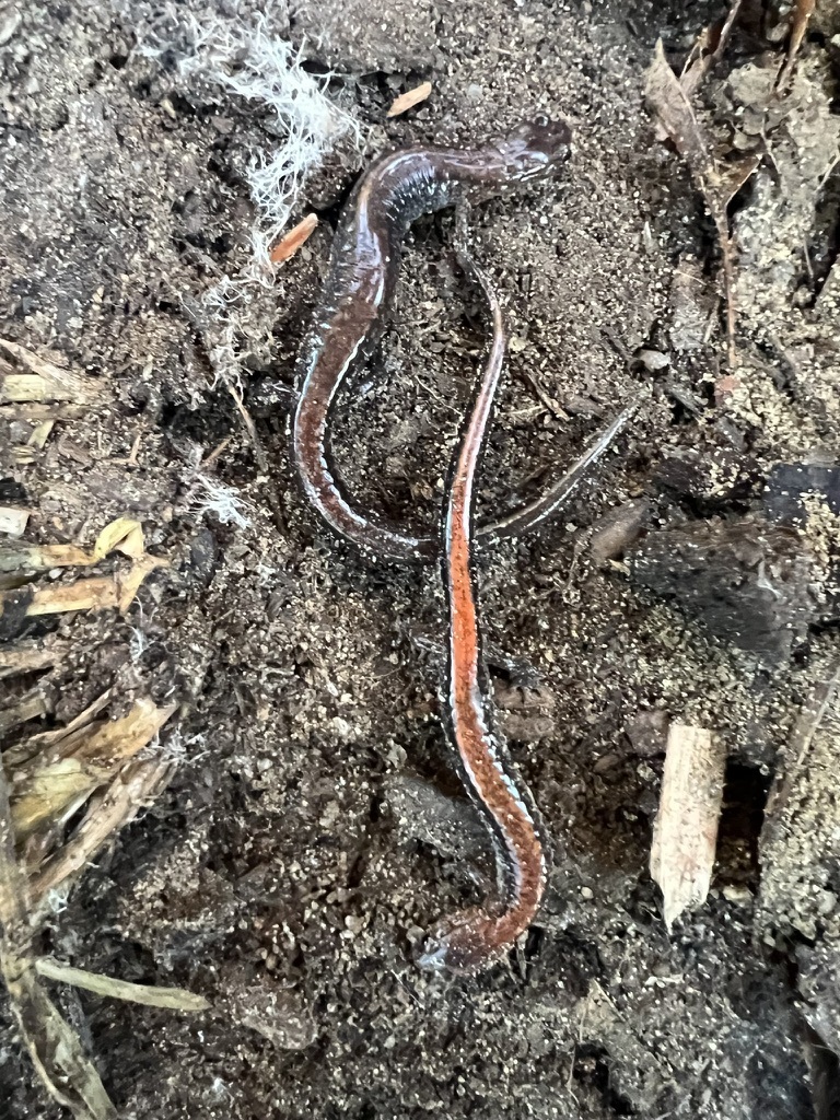 Eastern Red-backed Salamander