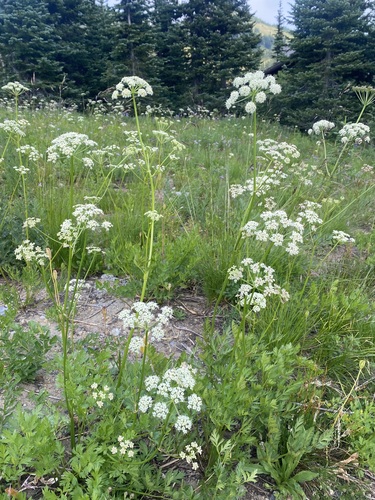Ligusticum grayi