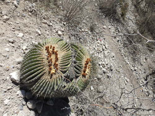Echinocactus platyacanthus