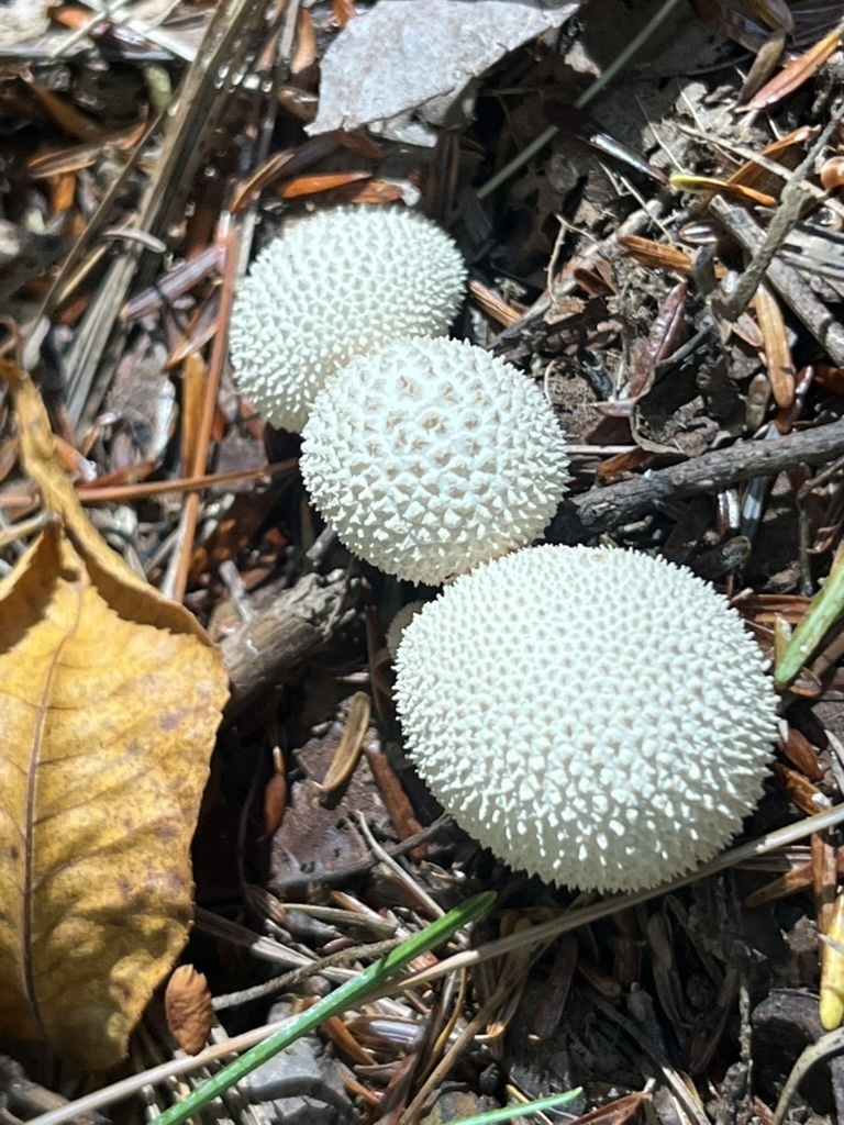 common puffball