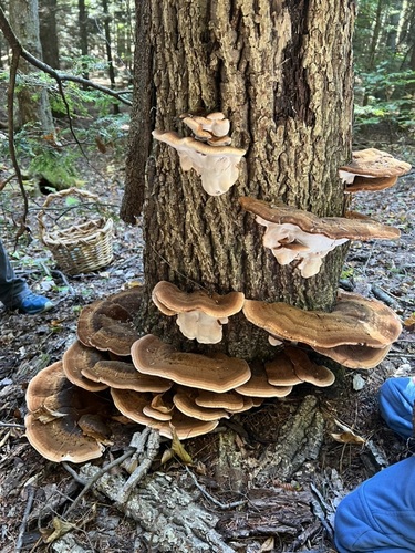 Resinous Polypore