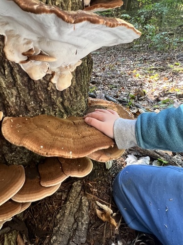Resinous Polypore