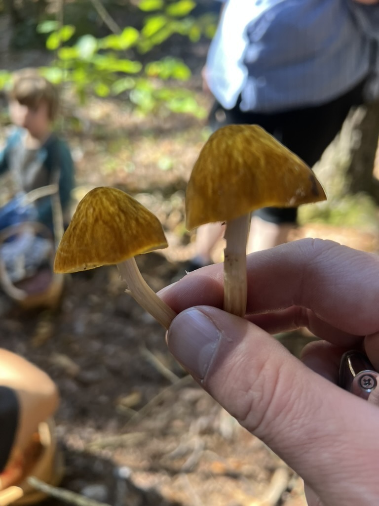 Pluteus granularis