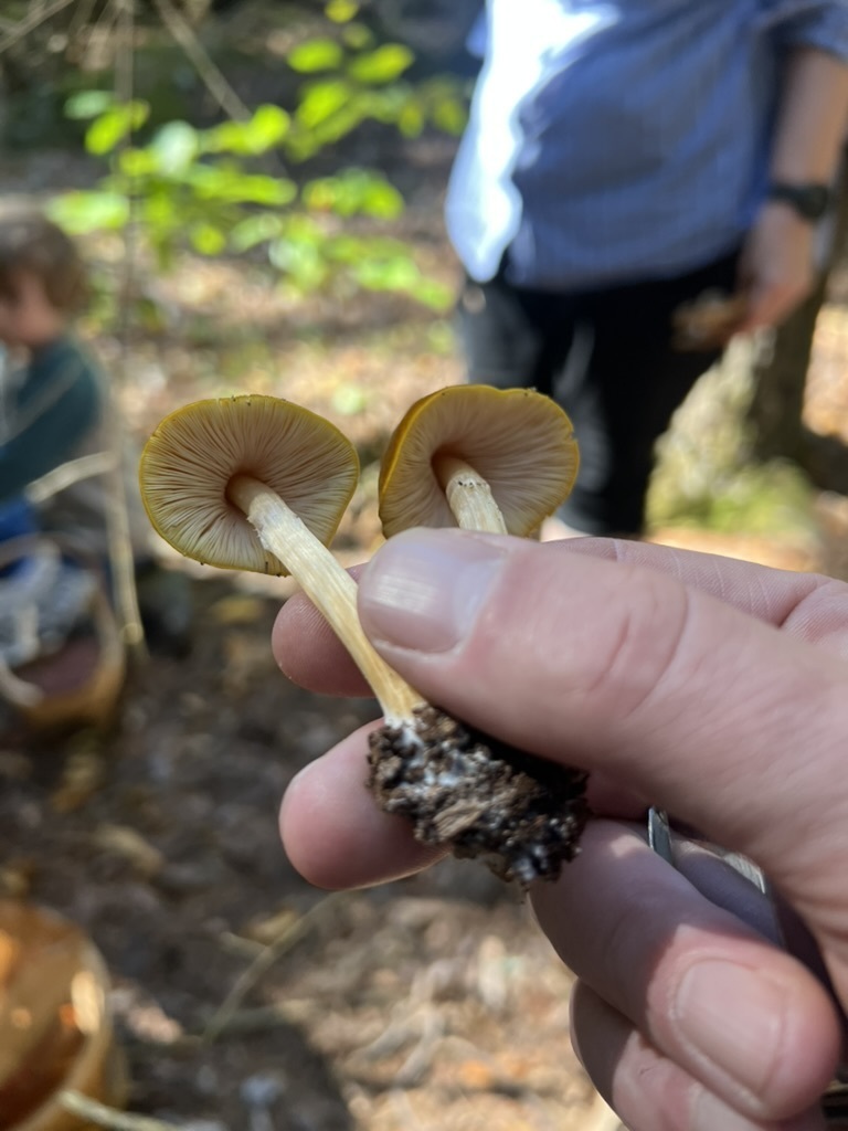Pluteus granularis