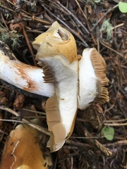 Cortinarius glaucopus