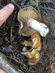 Cortinarius glaucopus