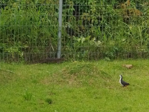 White-breasted Waterhen