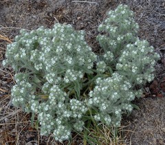 Oreocarya thyrsiflora