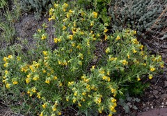 Lithospermum multiflorum