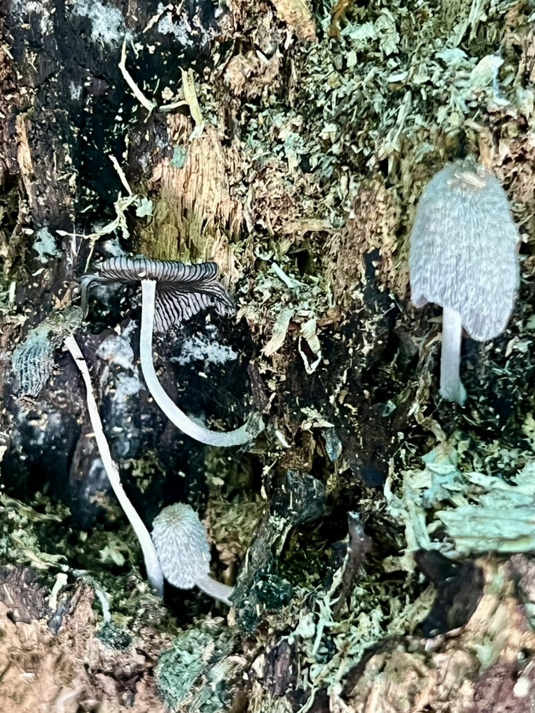Inkcaps