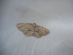 Iridopsis larvaria