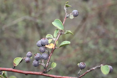 Cotoneaster morulus