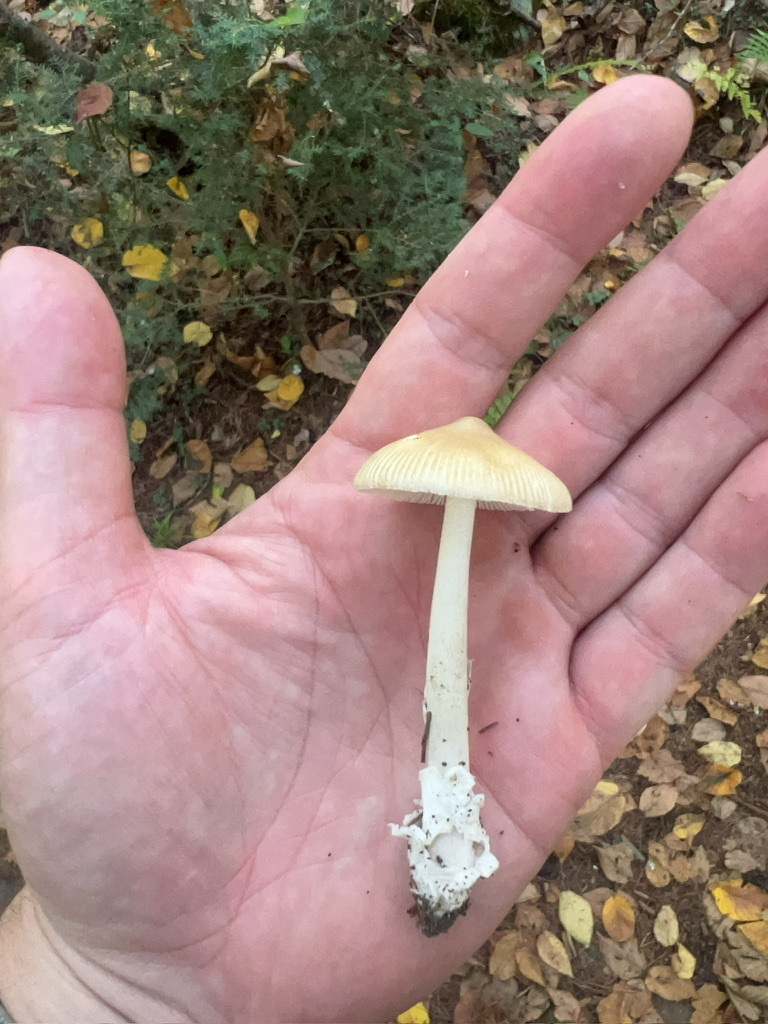 Tawny Grisette
