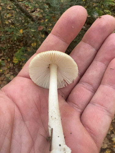 Tawny Grisette