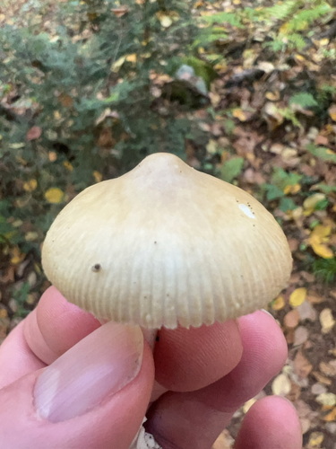Tawny Grisette