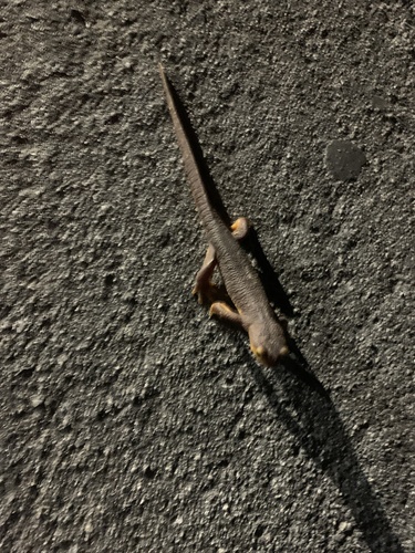 California Newt