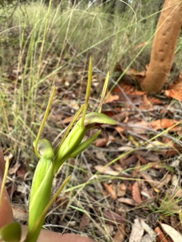 Image of Orthoceras strictum by (c) prossington, some rights reserved (CC BY)