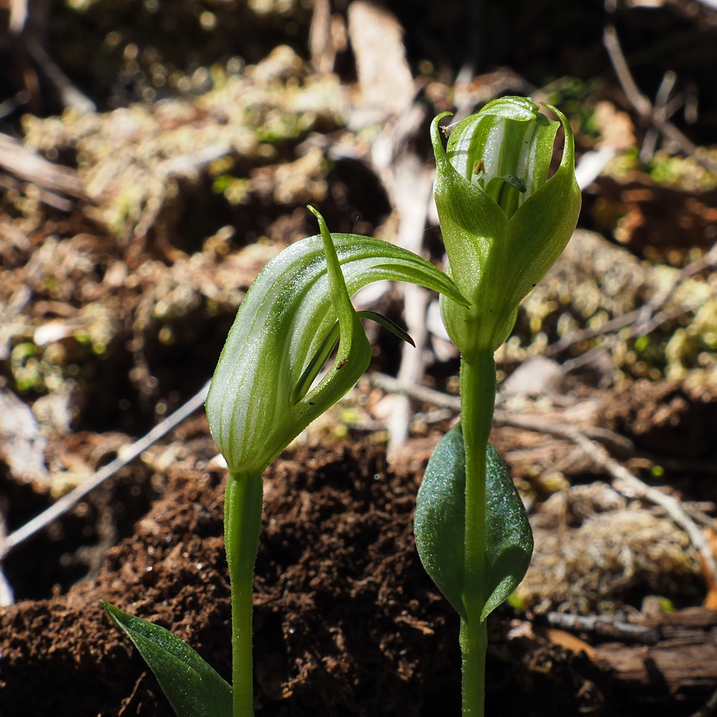 Pterostylis scabrida