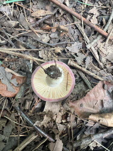 brittlegills