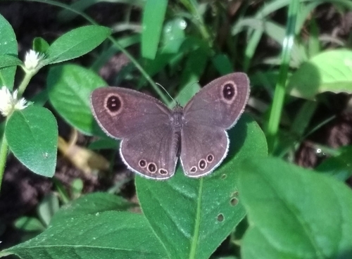 Photo of Common Four-ring (Ypthima huebneri)