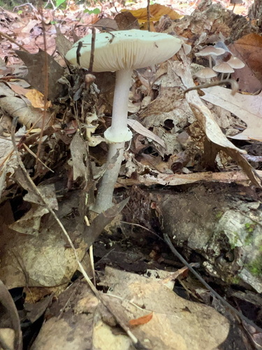 Coker's Lavender Staining Amanita