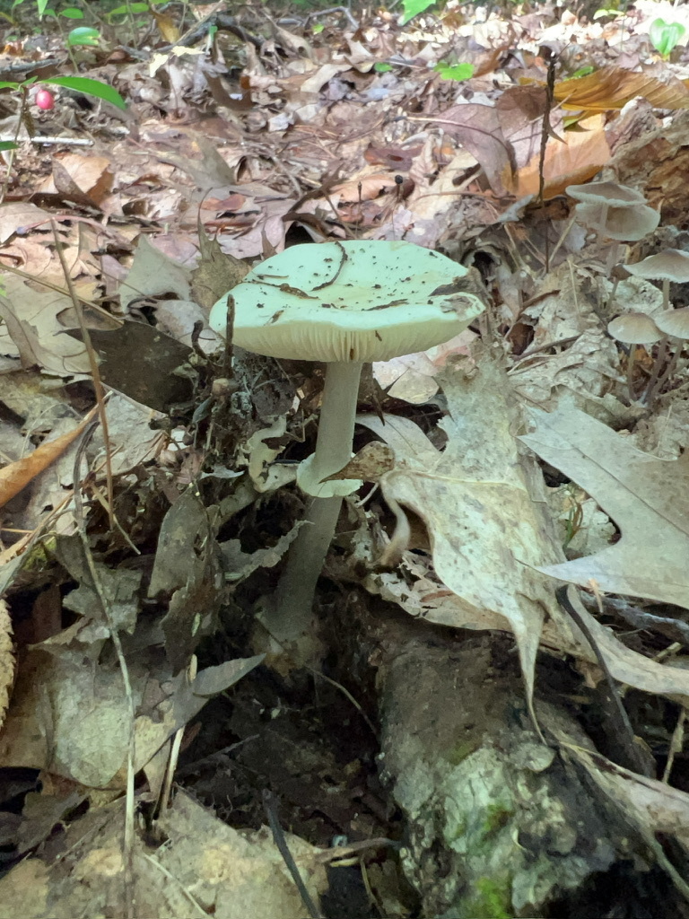 Coker's Lavender Staining Amanita