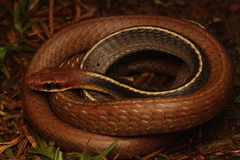 Boettger's Sipo photo 3