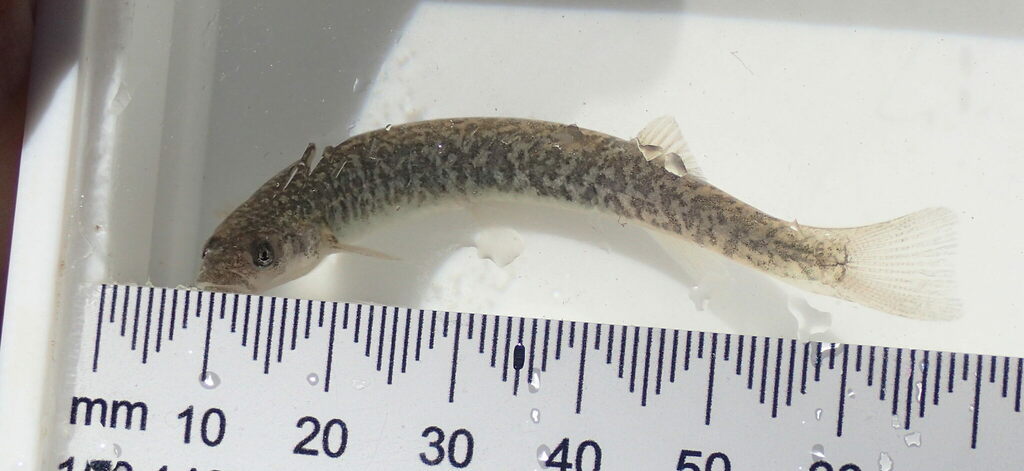 Alpine galaxias (Galaxias paucispondylus) — Galaxiidae