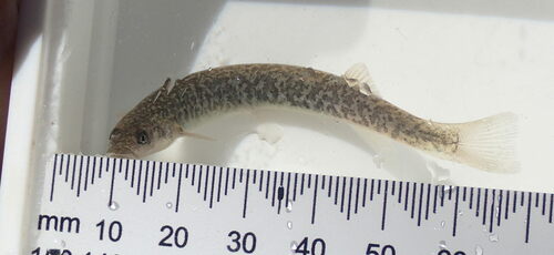 Alpine galaxias (Galaxias paucispondylus) — Galaxiidae