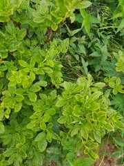 Rhododendron pilosum