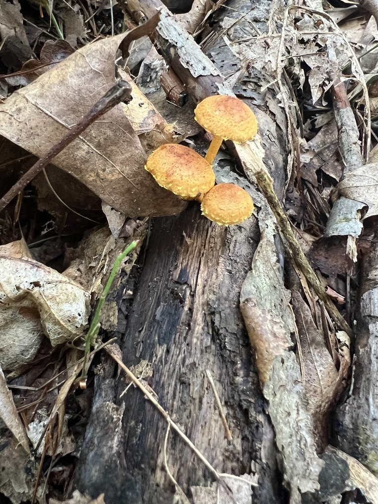 Pholiota sect. Pholiota