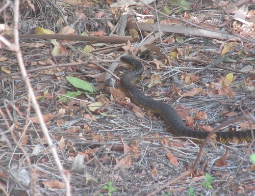 Western Tiger Snake sighting