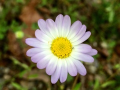 Astranthium ciliatum