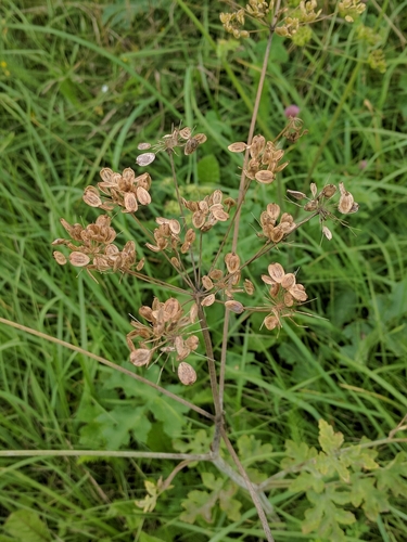 Sibirinis barštis nuotrauka