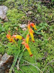 Lachenalia quadricolor