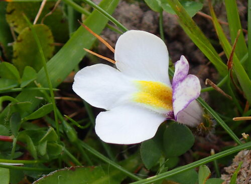 Mazus radicans (Mazus radicans)