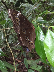 Morpho helenor