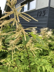 Aruncus