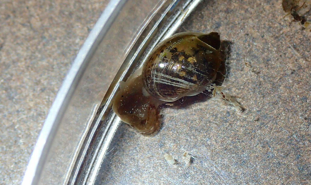 Ear Pond Snail