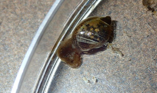 Ear Pond Snail
