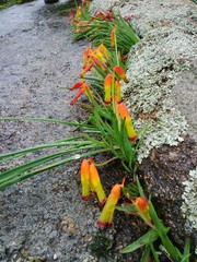 Lachenalia quadricolor