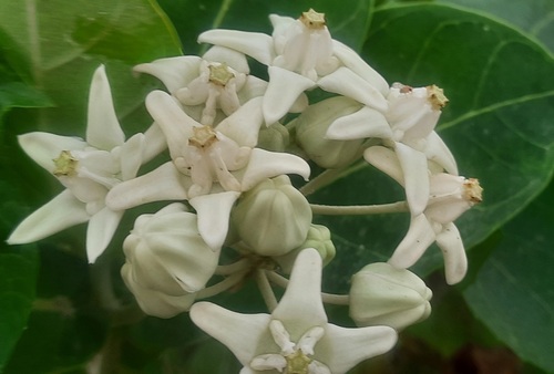 crown flower