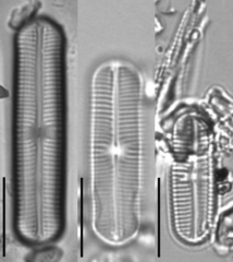 Sellaphora