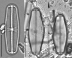 Sellaphora