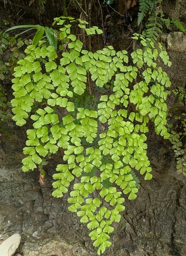 Image of Adiantum tenerum by (c) Scott Allen Davis, some rights reserved (CC BY)