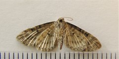 Eupithecia anticaria