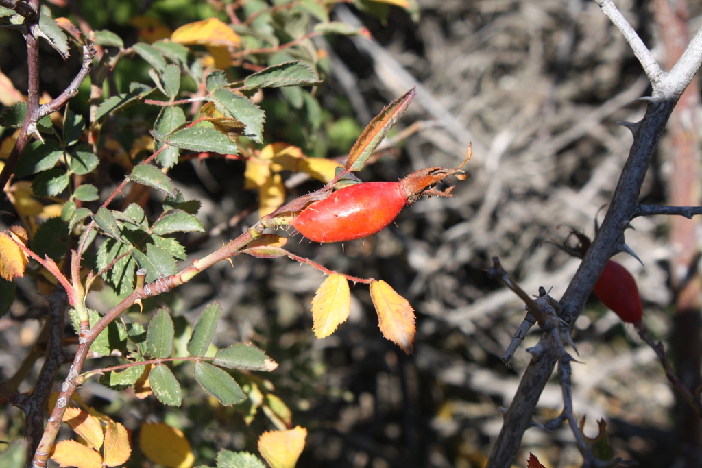 Rosa oxyodon