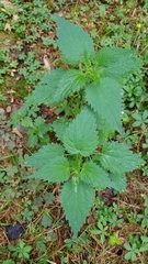 Urtica dioica