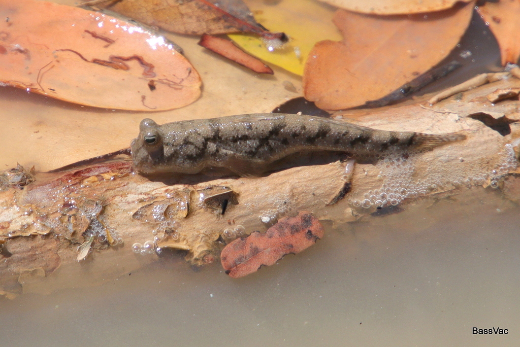 New Guinea mudskipper (Periophthalmus novaeguineaensis) — Gobiidae